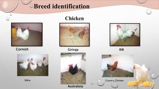 Breed identification
Chicken
Cornish Giriraja RIR
Australorp
 
