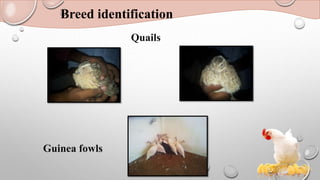 Breed identification
Quails
Guinea fowls
 