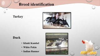 Breed identification
• Khaki Kambel
• White Pekin
• Indian Runner
Turkey
Duck
 