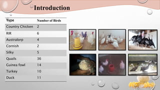 Introduction
Type Number of Birds
Country Chicken 2
RIR 6
Australorp 4
Cornish 2
Silky 5
Quails 36
Guinea fowl 14
Turkey 10
Duck 11
 