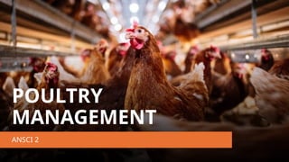 BROILER AND LAYER MANAGEMENT IN THE PHILIPPINES | PPTX