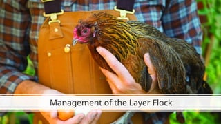 BROILER AND LAYER MANAGEMENT IN THE PHILIPPINES | PPTX