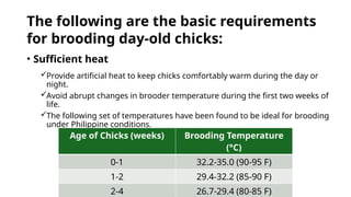 Good Temp Brooding Example BROILER AND LAYER MANAGEMENT IN THE PHILIPPINES | PPTX