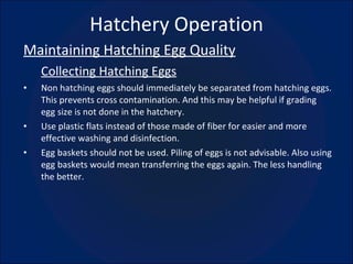 Hatchery Operation Maintaining Hatching Egg Quality Collecting Hatching Eggs Non hatching eggs should immediately be separated from hatching eggs. This prevents cross contamination. And this may be helpful if grading egg size is not done in the hatchery. Use plastic flats instead of those made of fiber for easier and more effective washing and disinfection. Egg baskets should not be used. Piling of eggs is not advisable. Also using egg baskets would mean transferring the eggs again. The less handling the better. 