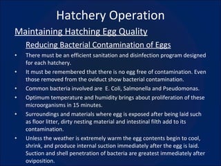 Hatchery Operation Maintaining Hatching Egg Quality Reducing Bacterial Contamination of Eggs There must be an efficient sanitation and disinfection program designed for each hatchery.  It must be remembered that there is no egg free of contamination. Even those removed from the oviduct show bacterial contamination. Common bacteria involved are  E. Coli, Salmonella and Pseudomonas. Optimum temperature and humidity brings about proliferation of these microorganisms in 15 minutes. Surroundings and materials where egg is exposed after being laid such as floor litter, dirty nesting material and intestinal filth add to its contamination. Unless the weather is extremely warm the egg contents begin to cool, shrink, and produce internal suction immediately after the egg is laid. Suction and shell penetration of bacteria are greatest immediately after oviposition. 