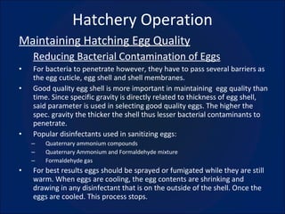 Hatchery Operation Maintaining Hatching Egg Quality Reducing Bacterial Contamination of Eggs For bacteria to penetrate however, they have to pass several barriers as the egg cuticle, egg shell and shell membranes. Good quality egg shell is more important in maintaining  egg quality than time. Since specific gravity is directly related to thickness of egg shell, said parameter is used in selecting good quality eggs. The higher the spec. gravity the thicker the shell thus lesser bacterial contaminants to penetrate. Popular disinfectants used in sanitizing eggs: Quaternary ammonium compounds Quaternary Ammonium and Formaldehyde mixture Formaldehyde gas For best results eggs should be sprayed or fumigated while they are still warm. When eggs are cooling, the egg contents are shrinking and drawing in any disinfectant that is on the outside of the shell. Once the eggs are cooled. This process stops. 