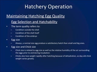 Hatchery Operation Maintaining Hatching Egg Quality Egg Selection and Hatchability The term quality refers to: Condition outside the shell Condition of the shell itself Condition of the embryo Egg size Always, a normal size egg produce a satisfactory hatch than small and big ones. Egg size and Chick size Chick size is related to egg size as well as the relative humidity of the air surrounding the eggs prior to and during incubation. Chicks also lose weight rapidly after hatching because of dehydration, so day-old chick weight varies greatly. 