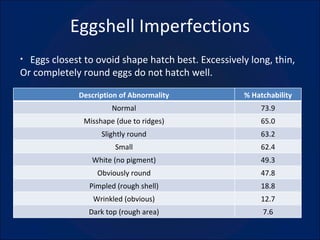 Eggshell Imperfections Eggs closest to ovoid shape hatch best. Excessively long, thin,  Or completely round eggs do not hatch well. Description of Abnormality % Hatchability Normal 73.9 Misshape (due to ridges) 65.0 Slightly round 63.2 Small 62.4 White (no pigment) 49.3 Obviously round 47.8 Pimpled (rough shell) 18.8 Wrinkled (obvious) 12.7 Dark top (rough area) 7.6 