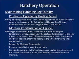 Hatchery Operation Maintaining Hatching Egg Quality Position of Eggs during Holding Period During a holding period of less than 10 days eggs should be placed small end down in the trays or on the flat. When held longer than 10 days, hatchability will be improved if eggs are held small end up. Moisture Condensation on Eggshell When eggs are removed from a cold room to a room with higher temperature, as moving eggs from the cool egg-holding room to the egg traying room, moisture will often condense on the shells; this picks up additional bacterial organisms floating in the air and increasing shell contamination. Remedy for Moisture Condensation Decrease humidity from egg-traying room Increase temperature in the egg traying room. When temp is increased, the relative humidity decreases, thus lowering the condensation of moisture. 