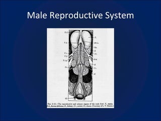 Male Reproductive System 