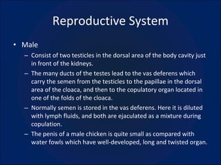Reproductive System Male Consist of two testicles in the dorsal area of the body cavity just in front of the kidneys. The many ducts of the testes lead to the vas deferens which carry the semen from the testicles to the papillae in the dorsal area of the cloaca, and then to the copulatory organ located in one of the folds of the cloaca. Normally semen is stored in the vas deferens. Here it is diluted with lymph fluids, and both are ejaculated as a mixture during copulation. The penis of a male chicken is quite small as compared with water fowls which have well-developed, long and twisted organ. 