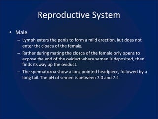 Reproductive System Male Lymph enters the penis to form a mild erection, but does not enter the cloaca of the female. Rather during mating the cloaca of the female only opens to expose the end of the oviduct where semen is deposited, then finds its way up the oviduct. The spermatozoa show a long pointed headpiece, followed by a long tail. The pH of semen is between 7.0 and 7.4. 
