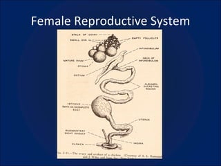 Female Reproductive System 