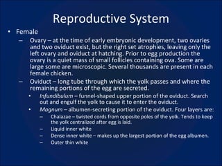Reproductive System Female Ovary – at the time of early embryonic development, two ovaries and two oviduct exist, but the right set atrophies, leaving only the left ovary and oviduct at hatching. Prior to egg production the ovary is a quiet mass of small follicles containing ova. Some are large some are microscopic. Several thousands are present in each female chicken. Oviduct – long tube through which the yolk passes and where the remaining portions of the egg are secreted.  Infundibulum  – funnel-shaped upper portion of the oviduct. Search out and engulf the yolk to cause it to enter the oviduct.  Magnum  – albumen-secreting portion of the oviduct. Four layers are: Chalazae – twisted cords from opposite poles of the yolk. Tends to keep the yolk centralized after egg is laid. Liquid inner white Dense inner white – makes up the largest portion of the egg albumen. Outer thin white 
