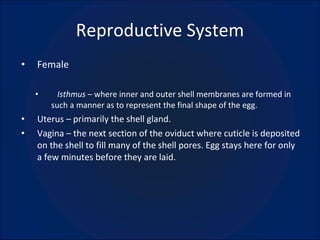 Reproductive System Female Isthmus  – where inner and outer shell membranes are formed in such a manner as to represent the final shape of the egg. Uterus – primarily the shell gland. Vagina – the next section of the oviduct where cuticle is deposited on the shell to fill many of the shell pores. Egg stays here for only a few minutes before they are laid. 
