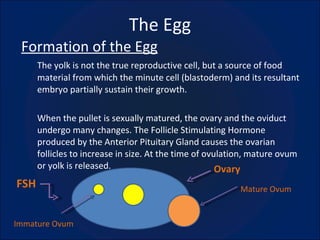 The Egg Formation of the Egg The yolk is not the true reproductive cell, but a source of food material from which the minute cell (blastoderm) and its resultant embryo partially sustain their growth. When the pullet is sexually matured, the ovary and the oviduct undergo many changes. The Follicle Stimulating Hormone produced by the Anterior Pituitary Gland causes the ovarian follicles to increase in size. At the time of ovulation, mature ovum or yolk is released. FSH Ovary Mature Ovum Immature Ovum 