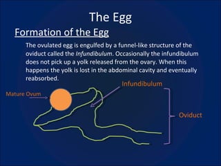 The Egg Formation of the Egg The ovulated egg is engulfed by a funnel-like structure of the oviduct called the  Infundibulum . Occasionally the infundibulum does not pick up a yolk released from the ovary. When this happens the yolk is lost in the abdominal cavity and eventually reabsorbed. Mature Ovum Infundibulum Oviduct 