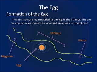 The Egg Formation of the Egg The shell membranes are added to the egg in the isthmus. The are two membranes formed, an inner and an outer shell membrane. Isthmus Uterus Egg Magnum 