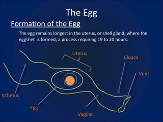 The Egg Formation of the Egg The egg remains longest in the uterus, or shell gland, where the eggshell is formed, a process requiring 19 to 20 hours. Cloaca Uterus Egg Isthmus Vent Vagina 