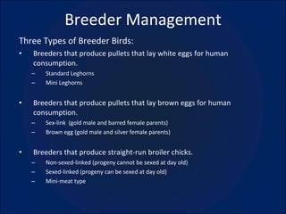 Breeder Management Three Types of Breeder Birds: Breeders that produce pullets that lay white eggs for human consumption. Standard Leghorns Mini Leghorns Breeders that produce pullets that lay brown eggs for human consumption. Sex-link  (gold male and barred female parents) Brown egg (gold male and silver female parents) Breeders that produce straight-run broiler chicks. Non-sexed-linked (progeny cannot be sexed at day old) Sexed-linked (progeny can be sexed at day old) Mini-meat type 