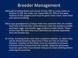 Breeder Management Although breeding flocks will consist of only 10% as many males as females (1:10), the males are responsible for 50% of the gene makeup of the progeny and must be given more room, more feed and special handling. Meat-type grandparents produce male-line cockerels that are smaller than that of female-line chicks because male-line produce smaller and fewer eggs, and smaller eggs produce smaller chicks. These chicks from the male-line must therefore be started separately from the female-line. As chicks, breeding birds must have complete isolation; as adults they will be blood-tested to determine if they are free of common diseases. Isolation of the flocks must be complete to prevent entrance of the disease from the outside. Separate personnel must be used; they must shower and put on clean clothing before entering the premises. 