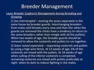 Breeder Management Layer Breeder (Leghorn) Management during Brooding and Growing 1)  Sex intermingled –  starting the sexes separately in the same house by brooder guards. Interchanging brooders from males and females every now and then (for when the guards are removed the chicks have a tendency to return to the same brooders rather than mingle with all the pullets). When two weeks of age, the brooder guards should be removed to allow the cockerels and pullets to run together. 2)  Sexes raised separately –  separating cockerels and pullets by using a high wire fence. At 12 weeks of age, 5% of the cockerels are mixed with the pullets. At 18 weeks of age when culling of the inferior cockerels is completed, remaining cockerels are mixed with pullets preferably at night  when its dark to reduce fighting in the males. 