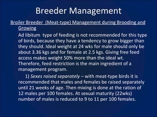 Breeder Management Broiler Breeder  (Meat-type) Management during Brooding and Growing Ad libitum  type of feeding is not recommended for this type of birds, because they have a tendency to grow bigger than they should. Ideal weight at 24 wks for male should only be about 3.36 kgs and for female at 2.5 kgs. Giving free feed access makes weight 50% more than the ideal wt. Therefore, feed restriction is the main ingredient of a management program. 1)  Sexes raised separately –  with meat-type birds it is recommended that males and females be raised separately until 21 weeks of age. Then mixing is done at the ration of 12 males per 100 females. At sexual maturity (22wks) number of males is reduced to 9 to 11 per 100 females. 