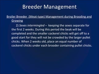 Breeder Management Broiler Breeder  (Meat-type) Management during Brooding and Growing 2)  Sexes intermingled –  keeping the sexes separate for the first 2 weeks. During this period the beak will be completed and the smaller cockerel chicks will get off to a good start for they will not be crowded by the larger pullet chicks. When 2 weeks old, place an equal number of cockerel chicks under each brooder containing pullet chicks. 