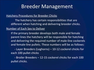 Breeder Management Hatchery Procedures for Breeder Chicks The hatchery has certain responsibilities that are different when hatching and delivering breeder chicks. Number of Each Sex to Deliver If the primary breeder develops both male and female parent lines the hatchery will be responsible for hatching and delivering the required number of male-line cockerels and female-line pullets. These numbers will be as follows:   - Layer Breeders (Leghorns) – 10-12 cockerel chicks for each 100 pullet chicks   - Broiler Breeders – 12-15 cockerel chicks for each 100 pullet chicks. 