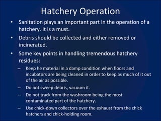 Hatchery Operation Sanitation plays an important part in the operation of a hatchery. It is a must. Debris should be collected and either removed or incinerated. Some key points in handling tremendous hatchery residues: Keep he material in a damp condition when floors and incubators are being cleaned in order to keep as much of it out of the air as possible. Do not sweep debris, vacuum it. Do not track from the washroom being the most contaminated part of the hatchery. Use chick-down collectors over the exhaust from the chick hatchers and chick-holding room. 