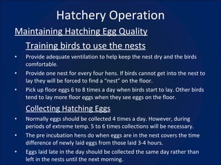 Hatchery Operation Maintaining Hatching Egg Quality Training birds to use the nests Provide adequate ventilation to help keep the nest dry and the birds comfortable. Provide one nest for every four hens. If birds cannot get into the nest to lay they will be forced to find a “nest” on the floor. Pick up floor eggs 6 to 8 times a day when birds start to lay. Other birds tend to lay more floor eggs when they see eggs on the floor. Collecting Hatching Eggs Normally eggs should be collected 4 times a day. However, during periods of extreme temp. 5 to 6 times collections will be necessary. The pre incubation hens do when eggs are in the nest covers the time difference of newly laid eggs from those laid 3-4 hours. Eggs laid late in the day should be collected the same day rather than left in the nests until the next morning. 