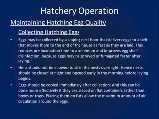 Hatchery Operation Maintaining Hatching Egg Quality Collecting Hatching Eggs Eggs may be collected by a sloping nest floor that delivers eggs to a belt that moves them to the end of the house as fast as they are laid. This reduces pre incubation time to a minimum and improves egg shell disinfection, because eggs may be sprayed or fumigated faster after laying. Hens should not be allowed to sit in the nests overnight. Hence nests should be closed at night and opened early in the morning before laying begins. Eggs should be cooled immediately after collection. And this can be done more effectively if they are placed on flat containers rather than boxes or trays. Placing them on flats allow the maximum amount of air circulation around the eggs. 
