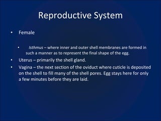 Reproductive System ,[object Object],[object Object],[object Object],[object Object]