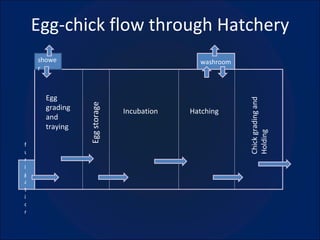 Egg-chick flow through Hatchery washroom shower fumigation Egg grading and traying Egg storage Incubation Hatching Chick grading and Holding 