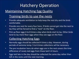 Hatchery Operation ,[object Object],[object Object],[object Object],[object Object],[object Object],[object Object],[object Object],[object Object],[object Object]