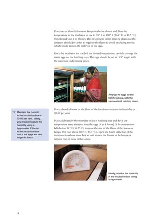 Place two or three lit kerosene lamps in the incubator and allow the
                                 temperature in the incubator to rise to 98° F to 100° F (36.5° C to 37.5° C).
                                 This should take 2 to 3 hours. The lit kerosene lamps must be clean and the
                                 operator should be careful to regulate the flame to avoid producing smoke,
                                 which would poison the embryos in the eggs.


                                 Once the incubator has reached the desired temperature, carefully arrange the
                                 warm eggs on the hatching trays. The eggs should be set at a 45° angle, with
                                 the narrower end pointing down.




                                                                                    Arrange the eggs on the
                                                                                    hatching trays, with the
                                                                                    narrower end pointing down.


                                 Place a bowl of water on the floor of the incubator to maintain humidity at
a   Maintain the humidity        70-80 per cent.
    in the incubation box at
    70-80 per cent. Ideally,
    you should measure the
                                 Place a laboratory thermometer on each hatching tray and check the
    humidity using a             temperature every time you turn the eggs (6 to 8 hours). If the temperature
    hygrometer. If the air       falls below 98° F (36.5° C), increase the size of the flame of the kerosene
    in the incubation box        lamps. If it rises above 100° F (37.5° C), open the hatch in the top of the
    is dry, the eggs will take   incubator to release some hot air and reduce the flames in the lamps or
    longer to hatch.
                                 remove one or more of the lamps.




                                                                                    Ideally, monitor the humidity
                                                                                    in the incubation box using
                                                                                    a hygrometer.




    8
 