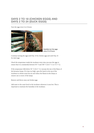 DAYS 2 TO 18 (CHICKEN EGGS) AND
DAYS 2 TO 24 (DUCK EGGS)

Turn the eggs every 6 to 8 hours.




                                                    Carefully turn the eggs
                                                    every 6 to 8 hours.


Continue turning the eggs until Day 18 for chicken eggs and until Day 24
for duck eggs.


Check the temperature inside the incubator every time you turn the eggs to
ensure that it is consistently between 98° F and 100° F (36.5° C to 37.5° C).


If the temperature falls below 98° F (36.5° C), increase the size of the flame of
the kerosene lamps. If it rises too high, open the hatch in the top of the
incubator to release some hot air and reduce the flames in the lamps or
remove one or more of the lamps.


Remove and throw away any broken eggs.


Add water to the water bowl in the incubator whenever it runs low. This is
important to maintain the humidity in the incubator.




                                                                                    9
 