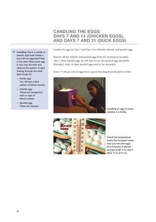 CANDLING THE EGGS:
                                   DAYS 7 AND 14 (CHICKEN EGGS),
                                   AND DAYS 7 AND 21 (DUCK EGGS)

                                   Candle the eggs on Day 7 and Day 14 to identify infertile and spoiled eggs.
a   Candling: Place a candle or
    electric light bulb inside a
                                   Remove all the infertile and spoiled eggs from the incubation chamber.
    box with an egg-sized hole
    in the side. Place each egg    After 7 days infertile eggs are still safe to eat, but spoiled eggs should be
    in turn into the hole and      discarded. After 14 days, spoiled eggs need to be discarded.
    observe the pattern of light
    shining through the shell.     Some 75-90 per cent of eggs from a good breeding flock should be fertile.
    (See Annex II.)
    - Fertile egg:
      You will see a faint
      pattern of blood vessels.
    - Infertile egg:
      These are transparent,
      with no sign of
      blood vessels.
    - Spoiled egg:
      These are opaque.
                                                                                         Candling an egg to check
                                                                                         whether it is fertile.




                                                                                         Check the temperature
                                                                                         inside the incubator every
                                                                                         time you turn the eggs
                                                                                         (6 to 8 hours). It should
                                                                                         be kept at 98° F to 100° F
                                                                                         (36.5° C to 37.5° C).




    10
 