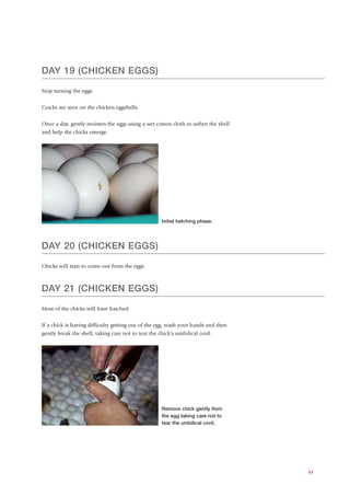 DAY 19 (CHICKEN EGGS)

Stop turning the eggs.


Cracks are seen on the chicken eggshells.


Once a day, gently moisten the eggs using a wet cotton cloth to soften the shell
and help the chicks emerge.




                                                     Initial hatching phase.




DAY 20 (CHICKEN EGGS)

Chicks will start to come out from the eggs.



DAY 21 (CHICKEN EGGS)

Most of the chicks will have hatched.


If a chick is having difficulty getting out of the egg, wash your hands and then
gently break the shell, taking care not to tear the chick’s umbilical cord.




                                                     Remove chick gently from
                                                     the egg taking care not to
                                                     tear the umbilical cord.




                                                                                   11
 