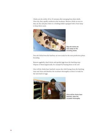 Chicks are dry within 30 to 45 minutes after emerging from their shells.
     Once dry, they rapidly overheat in the incubator. Remove chicks as soon as
     they are dry and place them in a holding basket equipped with a heat lamp
     to keep them warm.




                                                         Day-old chicks are
                                                         now ready for the
                                                         brooding phase.


     Day-old chicks from the hatchery are now ready for the next production phase:
     brooding.


     Remove eggshells, dead chicks and spoiled eggs from the hatching trays.
     Dispose of them hygienically, for example by burying them in the soil.


     Once all the chicks have hatched, remove the cloth linings from the hatching
     trays and clean and disinfect the incubator thoroughly so that it is ready for
     the next batch of eggs.




                                                         Once all the chicks have
                                                         hatched, clean the
                                                         incubator thoroughly.




12
 