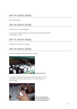 DAY 24 (DUCK EGGS)

Stop turning the eggs.



DAY 26 (DUCK EGGS)

Cracks are seen on the duck eggshells.


Gently moisten the eggs using the wet cotton cloth to soften the shell and help
the ducklings to emerge.



DAY 27 (DUCK EGGS)

Ducklings start to hatch from the eggs.



DAY 28 (DUCK EGGS)

Most of the ducklings will have hatched from the eggs.




                                                    Hatched ducklings.


If a duckling is having difficulty getting out of the egg, wash your hands
and gently break the shell, taking care not to tear the umbilical cord
of the duckling.




                                                    Remove duckling gently
                                                    from the egg taking care not
                                                    to tear the umbilical cord.


                                                                                   13
 