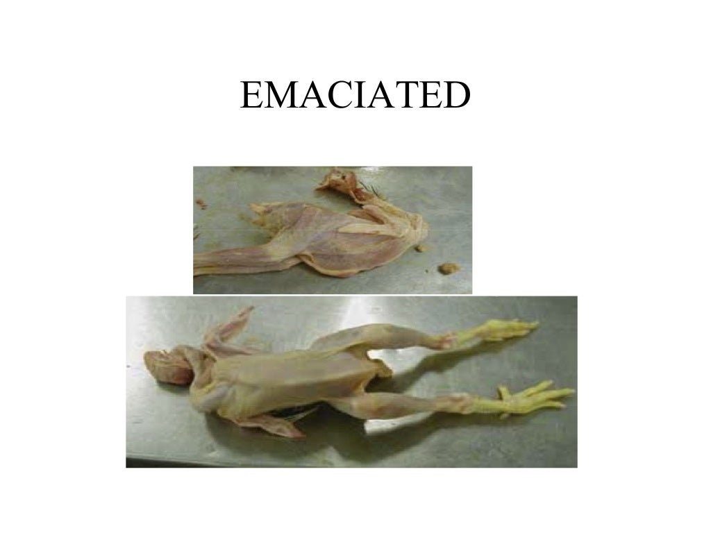 Poultry meat inspection