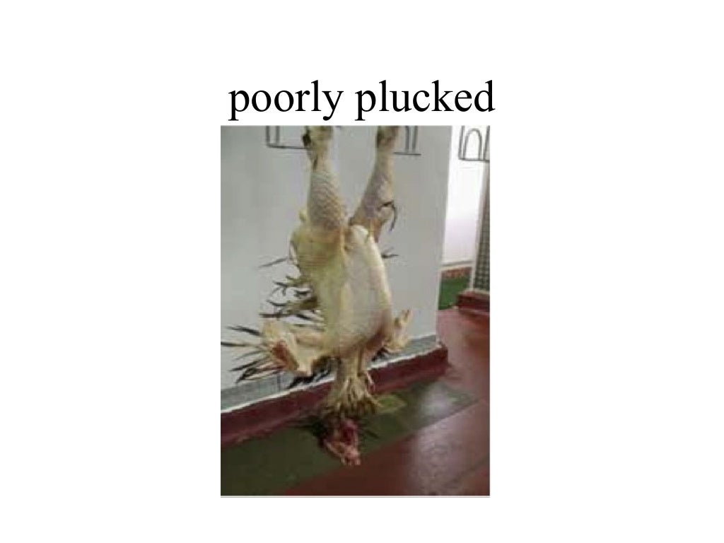 Poultry meat inspection