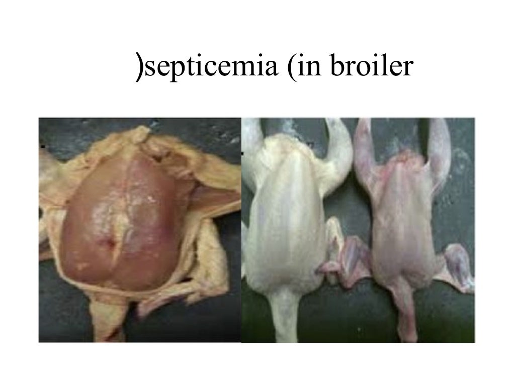 Poultry meat inspection