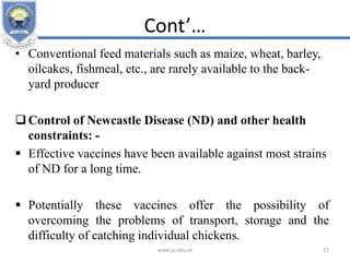 Cont’…
• Conventional feed materials such as maize, wheat, barley,
oilcakes, fishmeal, etc., are rarely available to the back-
yard producer
Control of Newcastle Disease (ND) and other health
constraints: -
 Effective vaccines have been available against most strains
of ND for a long time.
 Potentially these vaccines offer the possibility of
overcoming the problems of transport, storage and the
difficulty of catching individual chickens.
www.ju.edu.et 15
 