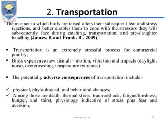 2. Transportation
The manner in which birds are raised alters their subsequent fear and stress
reactions, and better enables them to cope with the stressors they will
subsequently face during catching, transportation, and pre-slaughter
handling (James. R and Frank. B , 2009)
 Transportation is an extremely stressful process for commercial
poultry;
 Birds experience new stimuli—motion, vibration and impacts (daylight,
noise, overcrowding, temperature extremes)
 The potentially adverse consequences of transportation include:-
 physical, physiological, and behavioral changes;
 Among those are death, thermal stress, trauma/shock, fatigue/tiredness,
hunger, and thirst, physiology indicative of stress plus fear and
aversion.
www.ju.edu.et 20
 