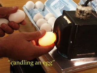 “candling an egg”
 