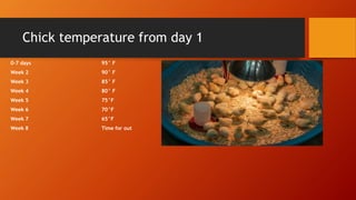 Chick temperature from day 1
0-7 days
Week 2
Week 3
Week 4
Week 5
Week 6
Week 7
Week 8
95° F
90° F
85° F
80° F
75°F
70°F
6...