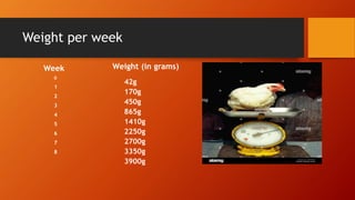 Weight per week
Week
0
1
2
3
4
5
6
7
8
Weight (in grams)
42g
170g
450g
865g
1410g
2250g
2700g
3350g
3900g
 