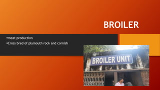 BROILER
meat production
Cross bred of plymouth rock and cornish
 